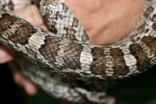 Female Meahllmorum